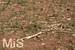 16.08.2026,  Beckstetten im Unterallgäu, Landwirtschaftlicher Acker, der Boden ist extrem trocken durch den fehlenden Regen in diesem Sommer. Die kleinen Pflänzchen darben vor sich hin und brauchen dringend Regen. 
