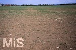 16.08.2026,  Bad Wörishofen im Unterallgäu, Landwirtschaftlicher Acker, der Boden ist extrem trocken durch den fehlenden Regen in diesem Sommer. Die kleinen Pflänzchen darben vor sich hin und brauchen dringend Regen. 