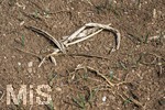 16.08.2026,  Beckstetten im Unterallgäu, Landwirtschaftlicher Acker, der Boden ist extrem trocken durch den fehlenden Regen in diesem Sommer. Die kleinen Pflänzchen darben vor sich hin und brauchen dringend Regen. 