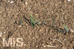 16.08.2026,  Beckstetten im Unterallgäu, Landwirtschaftlicher Acker, der Boden ist extrem trocken durch den fehlenden Regen in diesem Sommer. Die kleinen Pflänzchen darben vor sich hin und brauchen dringend Regen. 