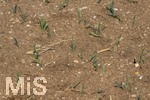 16.08.2026,  Beckstetten im Unterallgäu, Landwirtschaftlicher Acker, der Boden ist extrem trocken durch den fehlenden Regen in diesem Sommer. Die kleinen Pflänzchen darben vor sich hin und brauchen dringend Regen. 