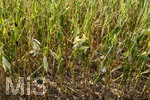 16.08.2026, Bad Wörishofen im Unterallgäu, Landwirtschaftliches Maisfeld, beschädigt durch das Juli-Unwetter mit Sturm und Hagel, zudem ist der Boden jetzt extrem trocken durch den fehlenden Regen in diesem Sommer. Die Ernte wird spärlich ausfallen im Herbst.