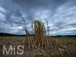 16.09.2026, Bad Wörishofen im Unterallgäu, Landwirtschaftliches Maisfeld, alles wurde abgeerntet bis auf ein paar Maispflanzen, die noch einsam auf dem Feld stehen.