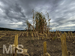 16.09.2026, Bad Wörishofen im Unterallgäu, Landwirtschaftliches Maisfeld, alles wurde abgeerntet bis auf ein paar Maispflanzen, die noch einsam auf dem Feld stehen. 