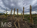 16.09.2026, Bad Wörishofen im Unterallgäu, Landwirtschaftliches Maisfeld, alles wurde abgeerntet, nur noch die Strunke stehen einsam auf dem Feld.