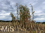16.09.2026, Bad Wörishofen im Unterallgäu, Landwirtschaftliches Maisfeld, alles wurde abgeerntet bis auf ein paar Maispflanzen, die noch einsam auf dem Feld stehen. 