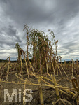16.09.2026, Bad Wörishofen im Unterallgäu, Landwirtschaftliches Maisfeld, alles wurde abgeerntet bis auf ein paar Maispflanzen, die noch einsam auf dem Feld stehen.