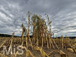 16.09.2026, Bad Wörishofen im Unterallgäu, Landwirtschaftliches Maisfeld, alles wurde abgeerntet bis auf ein paar Maispflanzen, die noch einsam auf dem Feld stehen. 