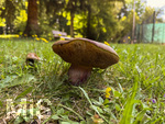 13.09.2026, Bad Wörishofen (Unterallgäu), Pilze im Kurpark, hier ein Steinpilz