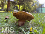 13.09.2026, Bad Wörishofen (Unterallgäu), Pilze im Kurpark, hier ein Steinpilz