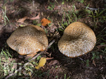 13.09.2026, Bad Wörishofen (Unterallgäu), Pilze im Kurpark, 
