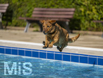 20.09.2026, Freibad Bad Wörishofen (Bayern), Hundebadetag im Freibad Sonnenbüchl in Bad Wörishofen. Nach der offizielle Schliessung des Bades für die Sommergäste dürfen die Hunde nochmal nach Herzenslust ins ungechlorte Wasser springen und toben.