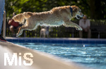 20.09.2026, Freibad Bad Wörishofen (Bayern), Hundebadetag im Freibad Sonnenbüchl in Bad Wörishofen. Nach der offizielle Schliessung des Bades für die Sommergäste dürfen die Hunde nochmal nach Herzenslust ins ungechlorte Wasser springen und toben.