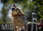 20.09.2026, Freibad Bad Wörishofen (Bayern), Hundebadetag im Freibad Sonnenbüchl in Bad Wörishofen. Nach der offizielle Schliessung des Bades für die Sommergäste dürfen die Hunde nochmal nach Herzenslust ins ungechlorte Wasser springen und toben. Nach dem Bad wird sich das Wasser abgeschüttelt in großen Fontänen.