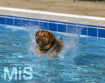 20.09.2026, Freibad Bad Wörishofen (Bayern), Hundebadetag im Freibad Sonnenbüchl in Bad Wörishofen. Nach der offizielle Schliessung des Bades für die Sommergäste dürfen die Hunde nochmal nach Herzenslust ins ungechlorte Wasser springen und toben.