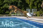 20.09.2026, Freibad Bad Wörishofen (Bayern), Hundebadetag im Freibad Sonnenbüchl in Bad Wörishofen. Nach der offizielle Schliessung des Bades für die Sommergäste dürfen die Hunde nochmal nach Herzenslust ins ungechlorte Wasser springen und toben.