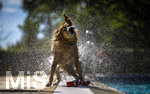 20.09.2026, Freibad Bad Wörishofen (Bayern), Hundebadetag im Freibad Sonnenbüchl in Bad Wörishofen. Nach der offizielle Schliessung des Bades für die Sommergäste dürfen die Hunde nochmal nach Herzenslust ins ungechlorte Wasser springen und toben. Nach dem Bad wird sich das Wasser abgeschüttelt in großen Fontänen.