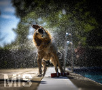 20.09.2026, Freibad Bad Wörishofen (Bayern), Hundebadetag im Freibad Sonnenbüchl in Bad Wörishofen. Nach der offizielle Schliessung des Bades für die Sommergäste dürfen die Hunde nochmal nach Herzenslust ins ungechlorte Wasser springen und toben. Nach dem Bad wird sich das Wasser abgeschüttelt in großen Fontänen.