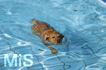 20.09.2026, Freibad Bad Wörishofen (Bayern), Hundebadetag im Freibad Sonnenbüchl in Bad Wörishofen. Nach der offizielle Schliessung des Bades für die Sommergäste dürfen die Hunde nochmal nach Herzenslust ins ungechlorte Wasser springen und toben. 