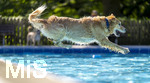 20.09.2026, Freibad Bad Wörishofen (Bayern), Hundebadetag im Freibad Sonnenbüchl in Bad Wörishofen. Nach der offizielle Schliessung des Bades für die Sommergäste dürfen die Hunde nochmal nach Herzenslust ins ungechlorte Wasser springen und toben. 