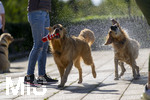 20.09.2026, Freibad Bad Wörishofen (Bayern), Hundebadetag im Freibad Sonnenbüchl in Bad Wörishofen. Nach der offizielle Schliessung des Bades für die Sommergäste dürfen die Hunde nochmal nach Herzenslust ins ungechlorte Wasser springen und toben. 