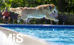 20.09.2026, Freibad Bad Wörishofen (Bayern), Hundebadetag im Freibad Sonnenbüchl in Bad Wörishofen. Nach der offizielle Schliessung des Bades für die Sommergäste dürfen die Hunde nochmal nach Herzenslust ins ungechlorte Wasser springen und toben. 