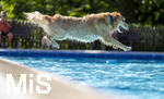 20.09.2026, Freibad Bad Wörishofen (Bayern), Hundebadetag im Freibad Sonnenbüchl in Bad Wörishofen. Nach der offizielle Schliessung des Bades für die Sommergäste dürfen die Hunde nochmal nach Herzenslust ins ungechlorte Wasser springen und toben. 