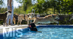 20.09.2026, Freibad Bad Wörishofen (Bayern), Hundebadetag im Freibad Sonnenbüchl in Bad Wörishofen. Nach der offizielle Schliessung des Bades für die Sommergäste dürfen die Hunde nochmal nach Herzenslust ins ungechlorte Wasser springen und toben. 