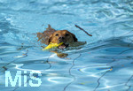 20.09.2026, Freibad Bad Wörishofen (Bayern), Hundebadetag im Freibad Sonnenbüchl in Bad Wörishofen. Nach der offizielle Schliessung des Bades für die Sommergäste dürfen die Hunde nochmal nach Herzenslust ins ungechlorte Wasser springen und toben. 