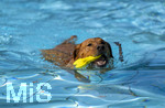 20.09.2026, Freibad Bad Wörishofen (Bayern), Hundebadetag im Freibad Sonnenbüchl in Bad Wörishofen. Nach der offizielle Schliessung des Bades für die Sommergäste dürfen die Hunde nochmal nach Herzenslust ins ungechlorte Wasser springen und toben. 
