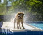 20.09.2026, Freibad Bad Wörishofen (Bayern), Hundebadetag im Freibad Sonnenbüchl in Bad Wörishofen. Nach der offizielle Schliessung des Bades für die Sommergäste dürfen die Hunde nochmal nach Herzenslust ins ungechlorte Wasser springen und toben. Wasser-Abschütteln nach dem Bad.