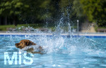 20.09.2026, Freibad Bad Wörishofen (Bayern), Hundebadetag im Freibad Sonnenbüchl in Bad Wörishofen. Nach der offizielle Schliessung des Bades für die Sommergäste dürfen die Hunde nochmal nach Herzenslust ins ungechlorte Wasser springen und toben. 