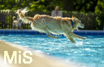 20.09.2026, Freibad Bad Wörishofen (Bayern), Hundebadetag im Freibad Sonnenbüchl in Bad Wörishofen. Nach der offizielle Schliessung des Bades für die Sommergäste dürfen die Hunde nochmal nach Herzenslust ins ungechlorte Wasser springen und toben. 