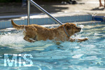20.09.2026, Freibad Bad Wörishofen (Bayern), Hundebadetag im Freibad Sonnenbüchl in Bad Wörishofen. Nach der offizielle Schliessung des Bades für die Sommergäste dürfen die Hunde nochmal nach Herzenslust ins ungechlorte Wasser springen und toben. 