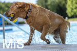 20.09.2026, Freibad Bad Wörishofen (Bayern), Hundebadetag im Freibad Sonnenbüchl in Bad Wörishofen. Nach der offizielle Schliessung des Bades für die Sommergäste dürfen die Hunde nochmal nach Herzenslust ins ungechlorte Wasser springen und toben. 
