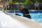 20.09.2026, Freibad Bad Wörishofen (Bayern), Hundebadetag im Freibad Sonnenbüchl in Bad Wörishofen. Nach der offizielle Schliessung des Bades für die Sommergäste dürfen die Hunde nochmal nach Herzenslust ins ungechlorte Wasser springen und toben. 