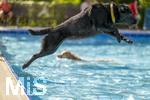 20.09.2026, Freibad Bad Wörishofen (Bayern), Hundebadetag im Freibad Sonnenbüchl in Bad Wörishofen. Nach der offizielle Schliessung des Bades für die Sommergäste dürfen die Hunde nochmal nach Herzenslust ins ungechlorte Wasser springen und toben. 