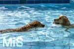 20.09.2026, Freibad Bad Wörishofen (Bayern), Hundebadetag im Freibad Sonnenbüchl in Bad Wörishofen. Nach der offizielle Schliessung des Bades für die Sommergäste dürfen die Hunde nochmal nach Herzenslust ins ungechlorte Wasser springen und toben. 