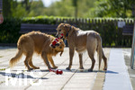 20.09.2026, Freibad Bad Wörishofen (Bayern), Hundebadetag im Freibad Sonnenbüchl in Bad Wörishofen. Nach der offizielle Schliessung des Bades für die Sommergäste dürfen die Hunde nochmal nach Herzenslust ins ungechlorte Wasser springen und toben. 