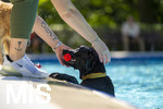 20.09.2026, Freibad Bad Wörishofen (Bayern), Hundebadetag im Freibad Sonnenbüchl in Bad Wörishofen. Nach der offizielle Schliessung des Bades für die Sommergäste dürfen die Hunde nochmal nach Herzenslust ins ungechlorte Wasser springen und toben. 