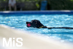 20.09.2026, Freibad Bad Wörishofen (Bayern), Hundebadetag im Freibad Sonnenbüchl in Bad Wörishofen. Nach der offizielle Schliessung des Bades für die Sommergäste dürfen die Hunde nochmal nach Herzenslust ins ungechlorte Wasser springen und toben. 