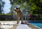 20.09.2026, Freibad Bad Wörishofen (Bayern), Hundebadetag im Freibad Sonnenbüchl in Bad Wörishofen. Nach der offizielle Schliessung des Bades für die Sommergäste dürfen die Hunde nochmal nach Herzenslust ins ungechlorte Wasser springen und toben. Wasser-Abschütteln nach dem Bad.