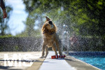 20.09.2026, Freibad Bad Wörishofen (Bayern), Hundebadetag im Freibad Sonnenbüchl in Bad Wörishofen. Nach der offizielle Schliessung des Bades für die Sommergäste dürfen die Hunde nochmal nach Herzenslust ins ungechlorte Wasser springen und toben. Wasser-Abschütteln nach dem Bad.