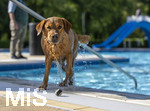 20.09.2026, Freibad Bad Wörishofen (Bayern), Hundebadetag im Freibad Sonnenbüchl in Bad Wörishofen. Nach der offizielle Schliessung des Bades für die Sommergäste dürfen die Hunde nochmal nach Herzenslust ins ungechlorte Wasser springen und toben. 