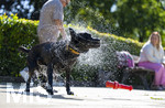 20.09.2026, Freibad Bad Wörishofen (Bayern), Hundebadetag im Freibad Sonnenbüchl in Bad Wörishofen. Nach der offizielle Schliessung des Bades für die Sommergäste dürfen die Hunde nochmal nach Herzenslust ins ungechlorte Wasser springen und toben. Wasser-Abschütteln nach dem Bad.