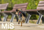 20.09.2026, Freibad Bad Wörishofen (Bayern), Hundebadetag im Freibad Sonnenbüchl in Bad Wörishofen. Nach der offizielle Schliessung des Bades für die Sommergäste dürfen die Hunde nochmal nach Herzenslust ins ungechlorte Wasser springen und toben. 
