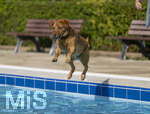 20.09.2026, Freibad Bad Wörishofen (Bayern), Hundebadetag im Freibad Sonnenbüchl in Bad Wörishofen. Nach der offizielle Schliessung des Bades für die Sommergäste dürfen die Hunde nochmal nach Herzenslust ins ungechlorte Wasser springen und toben. 