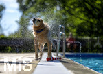 20.09.2026, Freibad Bad Wörishofen (Bayern), Hundebadetag im Freibad Sonnenbüchl in Bad Wörishofen. Nach der offizielle Schliessung des Bades für die Sommergäste dürfen die Hunde nochmal nach Herzenslust ins ungechlorte Wasser springen und toben. Wasser-Abschütteln nach dem Bad.