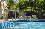 20.09.2026, Freibad Bad Wörishofen (Bayern), Hundebadetag im Freibad Sonnenbüchl in Bad Wörishofen. Nach der offizielle Schliessung des Bades für die Sommergäste dürfen die Hunde nochmal nach Herzenslust ins ungechlorte Wasser springen und toben. 