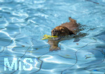 20.09.2026, Freibad Bad Wörishofen (Bayern), Hundebadetag im Freibad Sonnenbüchl in Bad Wörishofen. Nach der offizielle Schliessung des Bades für die Sommergäste dürfen die Hunde nochmal nach Herzenslust ins ungechlorte Wasser springen und toben. 